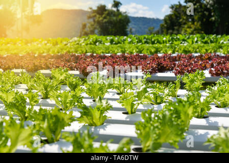 Vegetable hydroponic system / young and fresh vegetable Frillice Iceberg salad growing garden hydroponic farm salad on water without soil agriculture  Stock Photo