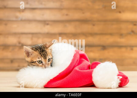 brown little kitten in a red Santa hat resting Stock Photo