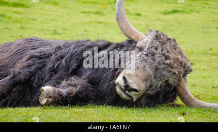 A resting domestic Yak (Bos grunniens). Stock Photo