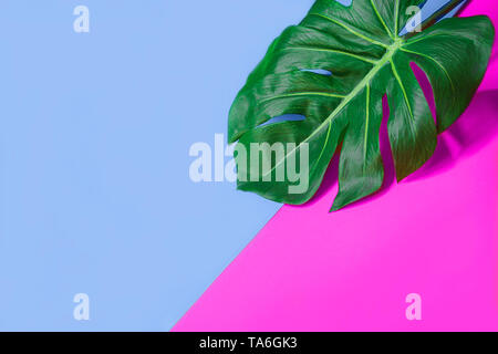 Tropical green palm monstera leaf or swiss cheese plant on pink and blue background. Stock Photo