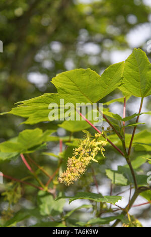 Foliage & leaves of flowering Sycamore / Acer pseudoplatanus tree. Sycamore is a member of the Maple family. Fruiting Sycamore seeds seen forming. Stock Photo