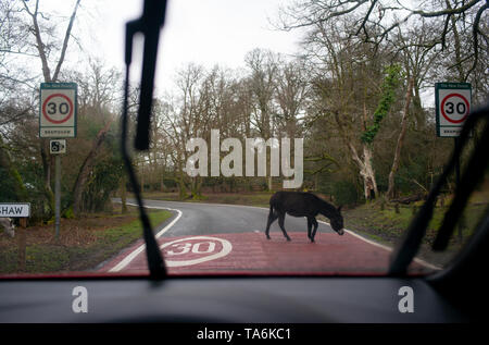 A donkey in the New Forest national park England walks across the road over a 30 MPH speed limit warning road markings seen from the POV of a driver. Stock Photo