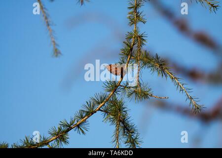 Close up of isolated branch of larch tree (Larix decidua) with green needles and single brown cone against blue sky - Viersen, Germany Stock Photo
