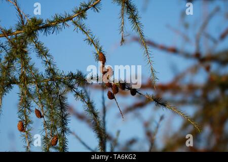 Close up of isolated branch of larch tree (Larix decidua) with green needles and single brown cone against blue sky - Viersen, Germany Stock Photo