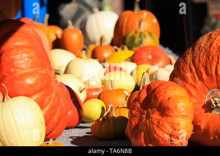 Choice of yellow and red pumpkins in different sizes and shapes decorated on a cart in bright autumn light - Netherlands Stock Photo