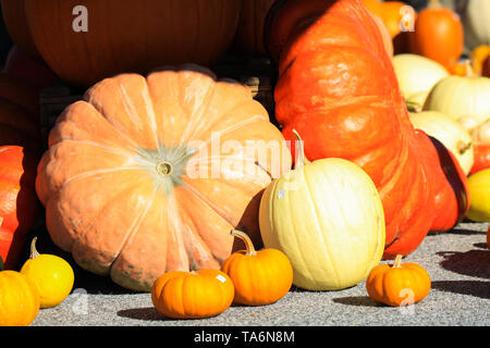 Choice of yellow and red pumpkins in different sizes and shapes decorated on a cart in bright autumn light - Netherlands Stock Photo
