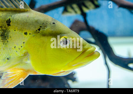 Vintage fishing tackle on old wood and black background Stock