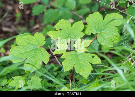 Acer pseudoplatanus (Sycamore maple or just Sycamore) tree leaves on the ground in woodland in Spring (May) in West Sussex, England, UK. Stock Photo
