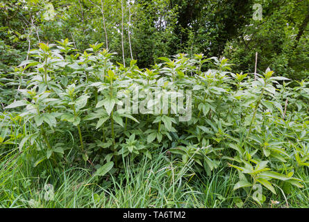 Mercurialis perennis (Dog's Mercury), a poisonous woodland plant in ancient woodland in Spring (May) in West Sussex, England, UK. Stock Photo