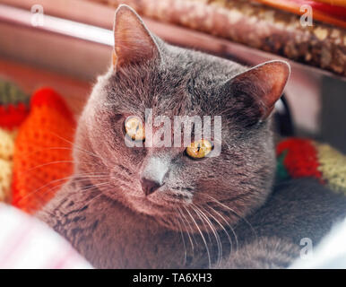 Portrait of pretty ault grey cat with yellow eyes Stock Photo