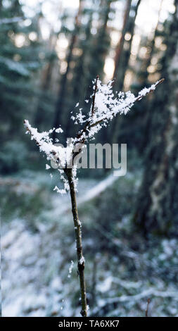 The beauty of winter forest with snow in details. Thin threads of a web and beautiful snowflakes Stock Photo