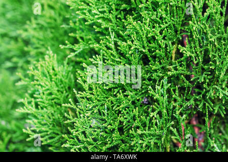 Green of thuja tree at day weather Stock Photo