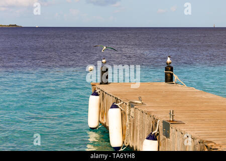 wooden pier leading out to sea with two birds sitting on beams with one bird flying into​ land views out across the ocean with birds in the foreground Stock Photo