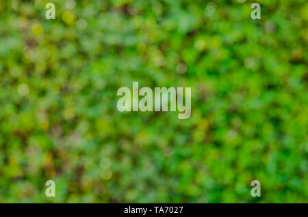 Abstract blurred green nature background. blurry backdrop for design element  template Stock Photo