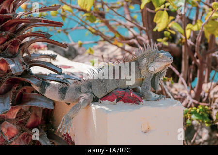 Large Iguana with eyes closed under the shade of a tree with the blue ocean in the distance - Iguana sitting on the man-made fence Stock Photo