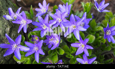 Close up of Common or Anemone Hepatica bush. Blue flowers blooming in April. Hepatica nobilis spring flower in the buttercup family - Ranunculaceae. Stock Photo