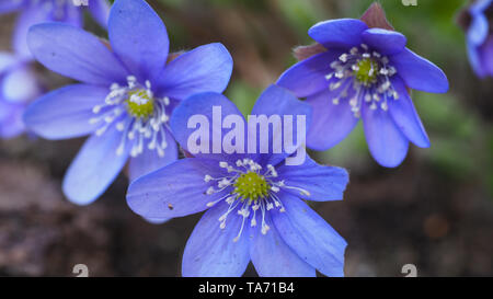 Close up of Common or Anemone Hepatica. Blue small flowers blooming in April. Hepatica nobilis spring flower in the buttercup family - Ranunculaceae. Stock Photo