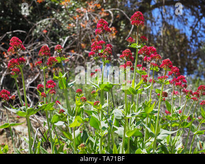 Centranthus ruber is a popular garden plant grown for its ornamental flowers. Red Valerian or Jupiters Beard - Longest blooming perennial plant. Stock Photo