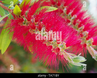 In macro photography is a Dwarf Bottlebrush Myrtaceae or Callistemon viminalis Little John red blossom with a beautiful bokeh in the green background. Stock Photo