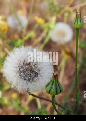 Tragopogon dubius. Western salsify. Dandelion flowers with buds. Milky fluff. Wild flower. Close up Stock Photo