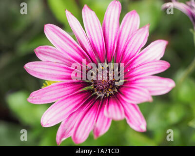 Purple Osteospermum flowers or pink daisy bushes is known as the African daisies. Dimorphotheca ecklonis is an ornamental evergreen perennial plant. Stock Photo