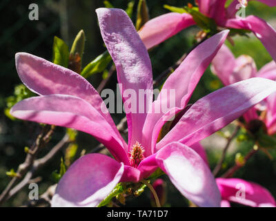 Bloomy Magnolia Susan tree with big pink flowers illuminated by sun in the green bokeh background. Magnolia is a large genus in family Magnoliaceae. Stock Photo