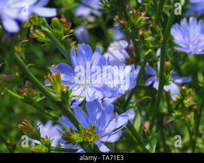 Common Chicory or Cichorium intybus flower blossoms commonly called blue sailors, edible chicory, coffee weed, succory is a herbaceous perennial plant Stock Photo