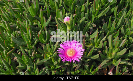 Carpobrotus edulis or sour fig, pig face is a ground creeping plant with succulent leaves. Pink blooming flower and bud on a green background close up Stock Photo