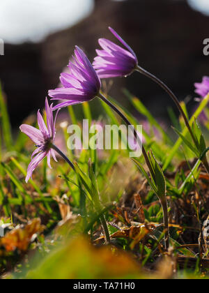 Blooming purple Anemone hortensis wildflowers in the background of grass with beautiful bokeh. Pink broad-leaved anemone is perennial herbaceous plant Stock Photo