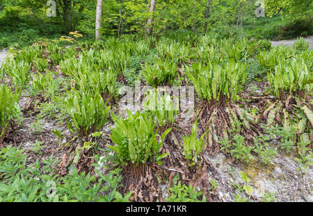 Asplenium scolopendrium (Hart's tongue fern or Burnt weed), an evergreen fern planted and growing in clumps in Spring in West Sussex, UK. Stock Photo