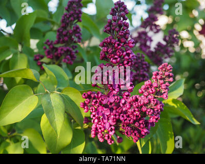 Purple flowers and green leaves of Syringa vulgaris. Common Lilac is a species of flowering woody plant in the olive family Oleaceae. Burgundy Lilacs. Stock Photo