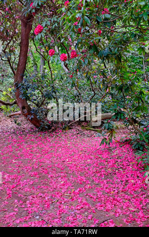rhododendron petals on ground under bush, norfolk, england Stock Photo