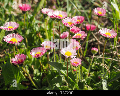 Wild English daisy blooming in the meadow. White pink Bellis perennis flowers heads with yellow disk in the green bokeh background. Asteraceae family. Stock Photo