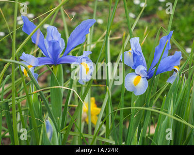 Blue Dutch iris, also known as Iris x Hollandica, have orchid-like flowers with silky petals. It is a popular garden plant of the family Iridaceae. Stock Photo