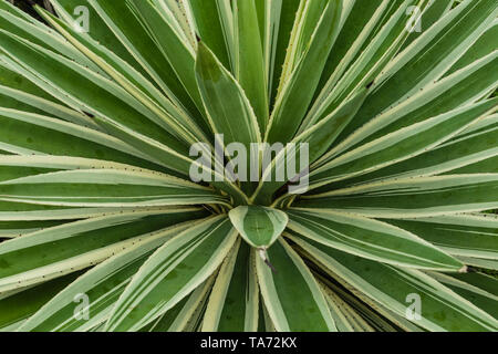 Agave americana green plant background Stock Photo
