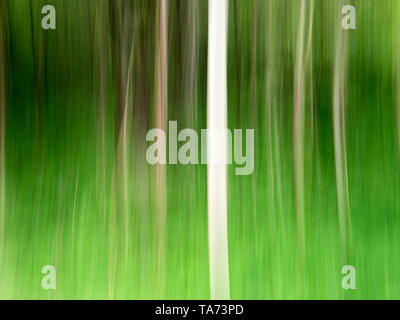 Abstract view of birch trunks in spring in Strid Wood at Bolton Abbey Yorkshire Dales North Yorkshire England Stock Photo