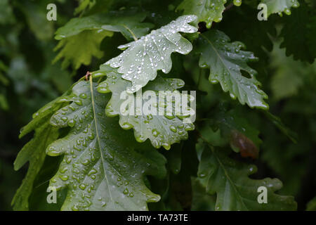Green foliage is covered with drops of moisture after rain. Stock Photo