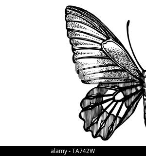 Butterflies silhouettes. Butterfly icons isolated on white background. Graphic illustration Stock Photo
