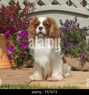cavalier king charles spaniel Stock Photo