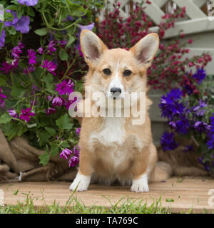 corgi pembroke Stock Photo