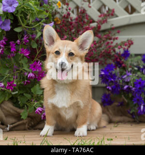 corgi pembroke Stock Photo