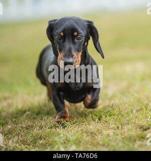 Dachshund Smooth Haired Miniature Smooth Haired Miniature