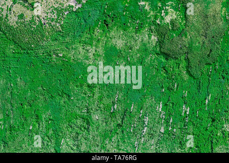 monocolor green painted flat concrete surface closeup texture. Stock Photo