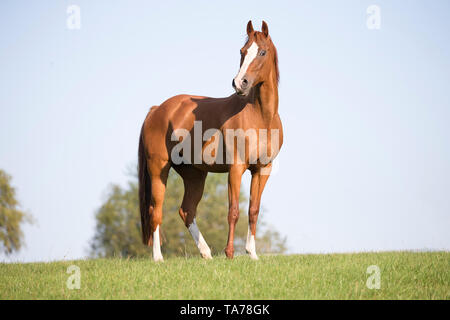 American Quarter Horse. Chestnut mare standing on a pasture. Germany Stock Photo