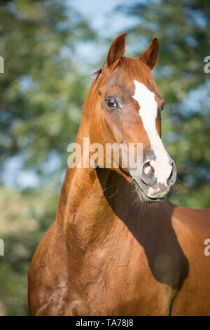 American Quarter Horse. Portrait of chestnut mare. Germany Stock Photo