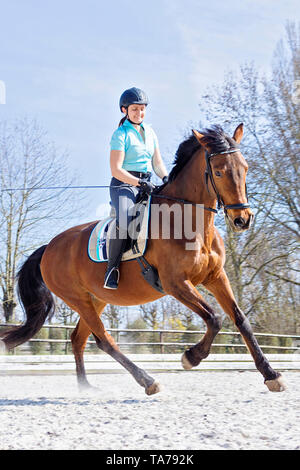 Bavarian Warmblood. Rider with bay mare galloping on snow. Germany Stock Photo