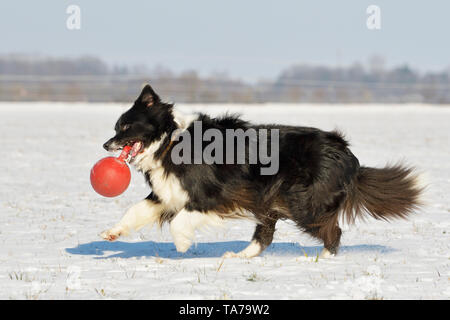 Border Collie. Adult dog running in snow, playing with red ball. Germany Stock Photo