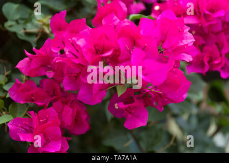 Combretum indicum. Chinese honeysuckle flower on blur background. Tropical Rangoon creeper wine and white flowers. Stock Photo