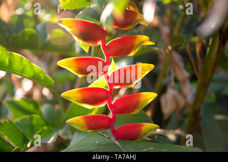 Heliconia tropical red and yellow flower on blur background. Stock Photo