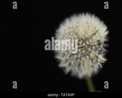 Dandelion Stock Photo
